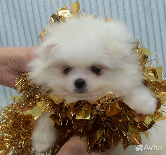 Без предоплат.Померанский шпиц девочка белая