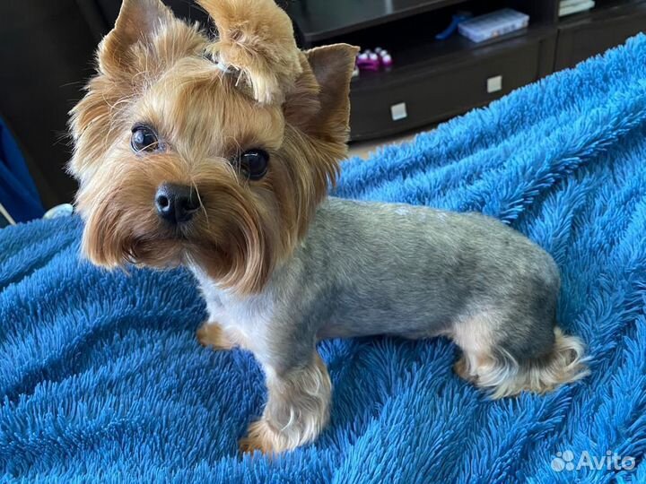 Йоркширский терьер щенки