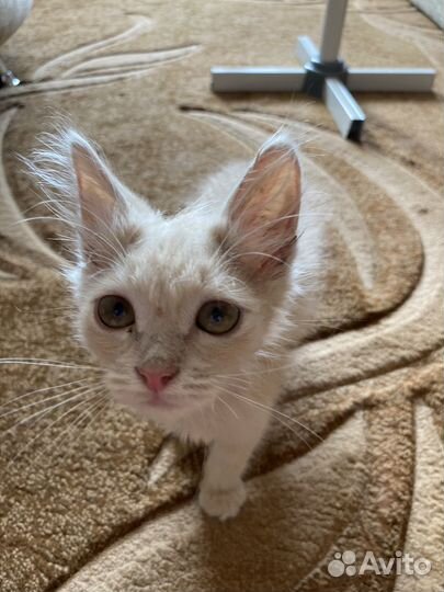 Котик в добрые руки