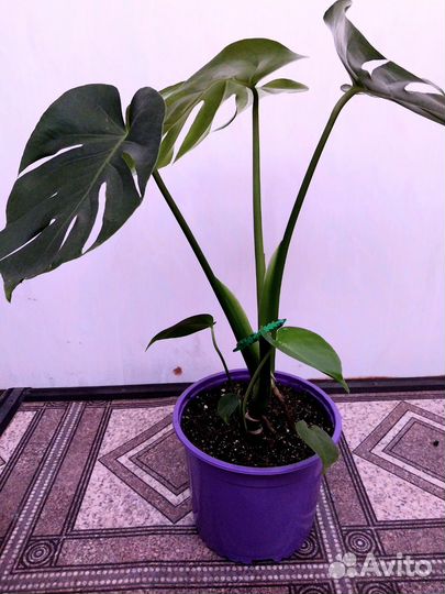 Монстера деликатесная