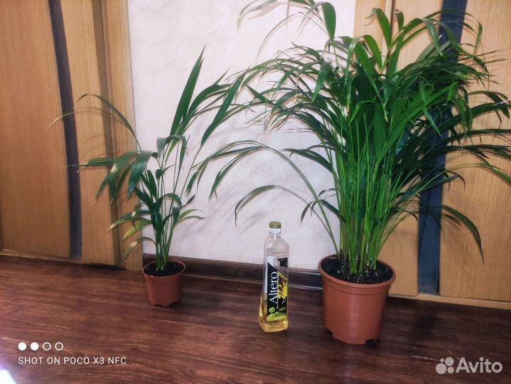 Пальма арека