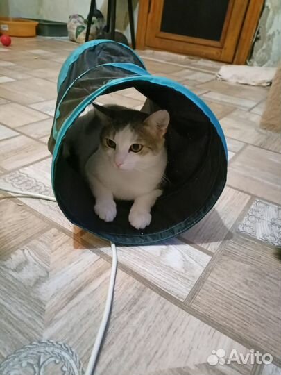 Кошка в дар