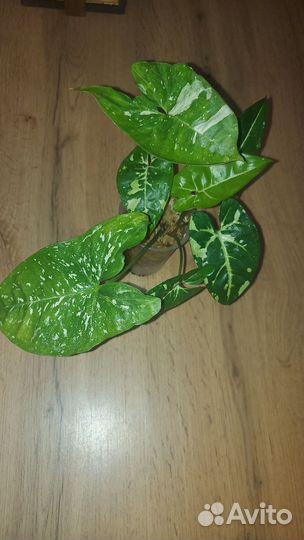 Сингониумы