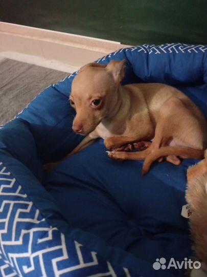 Мини той-терьер