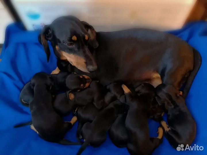 Щенки таксы