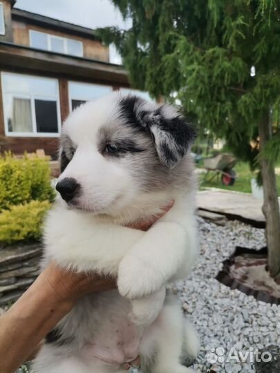 Бордер колли