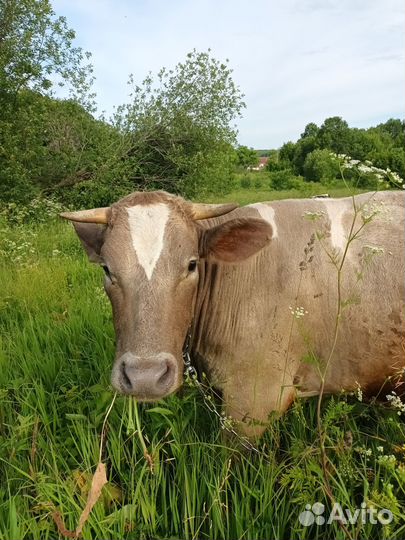 Коровы нетели