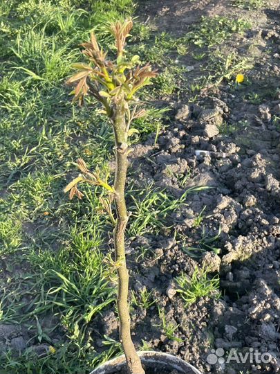 Грецкий орех саженцы