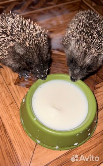 Домашний ежик