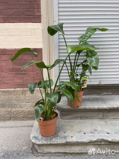 Стрелиция николая