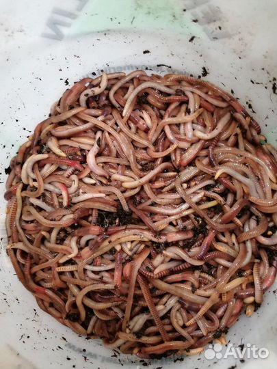 Черви на рыбалочку