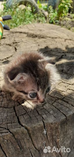 Котята отдам в добрые руки бесплатно