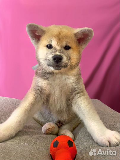 Продам щенка