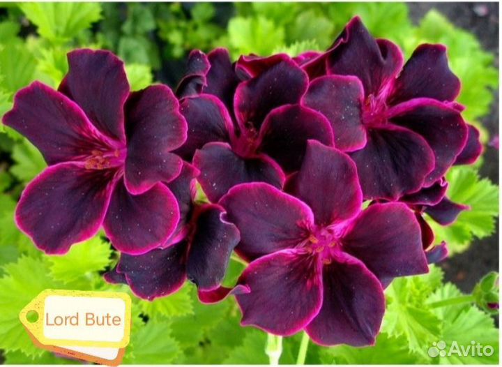 Королевская пеларгония