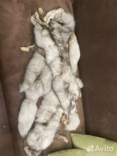 Шкурки песца