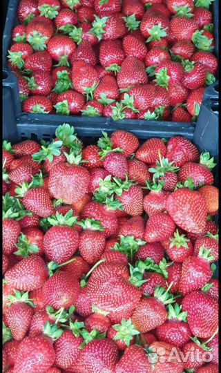 Клубника Свежая Доставка