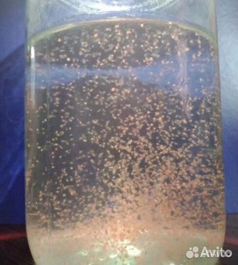 Живой корм для аквариумных рыбок