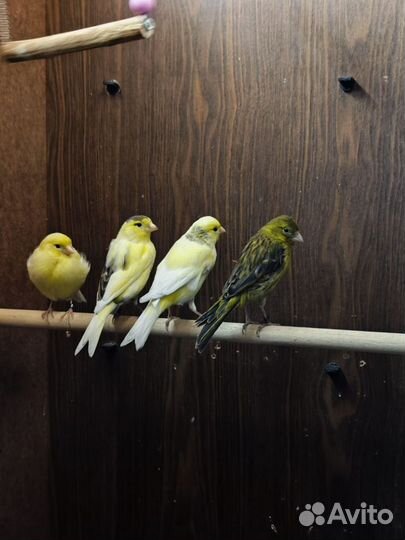 Кенара и канарейки