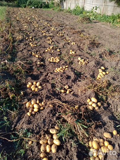 Продаю свое