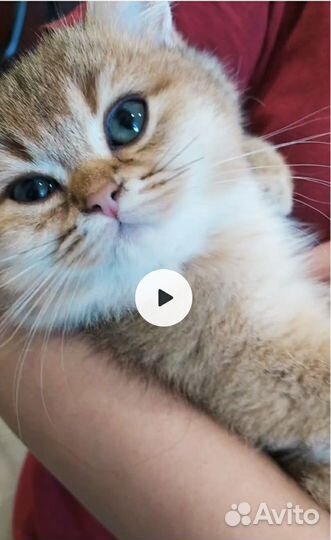 Золотой пухляш Рикки с документами