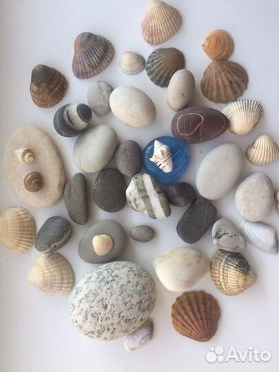 Морские камушки и ракушки