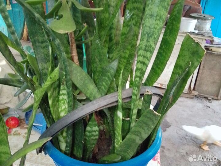 Сансевиерия