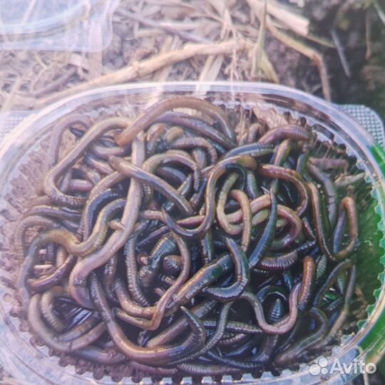 Черви для рыбалки