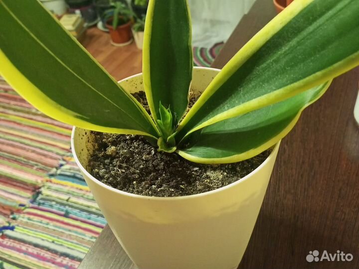 Комнатные цветы