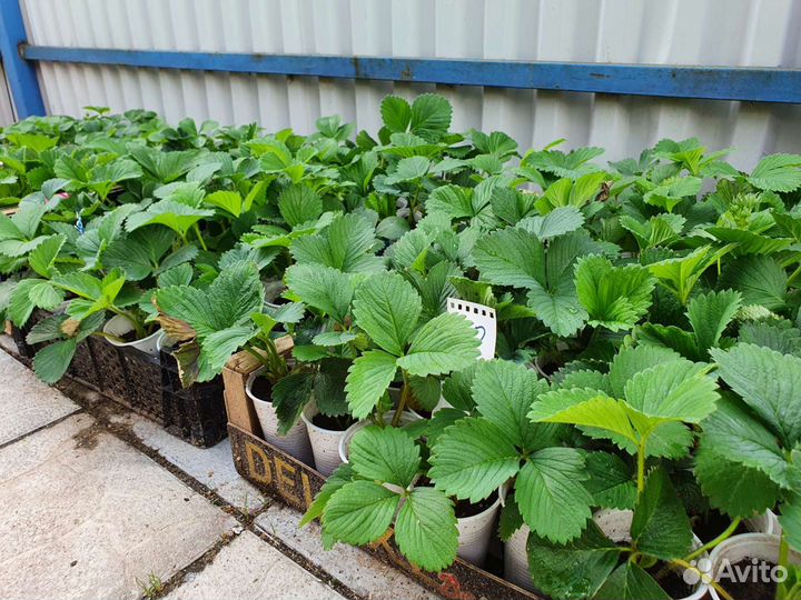 Клубника Московская