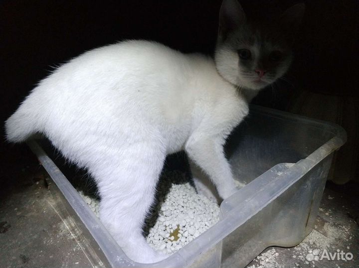 Котик и кошечка