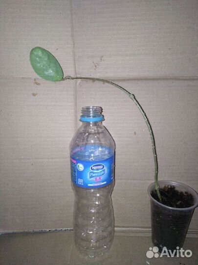 Хойи разные