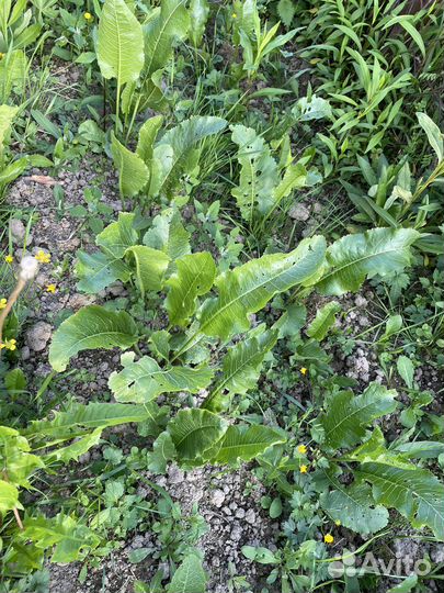 Хрен на посадку