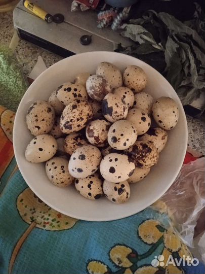 Яйца перепелиные домашние
