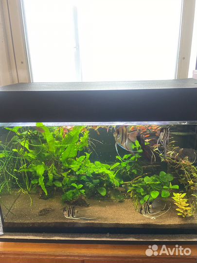 Аквариум