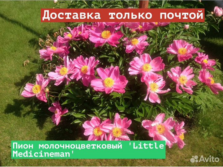 Пион молочноцветковый Little Medicineman