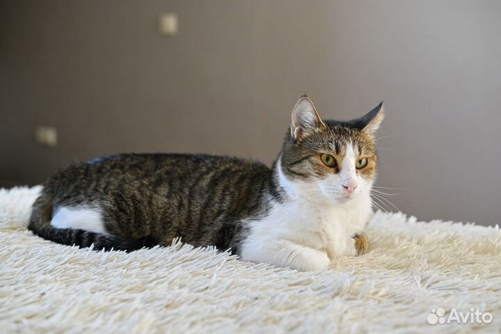 Ласковый котомальчишка Сержик