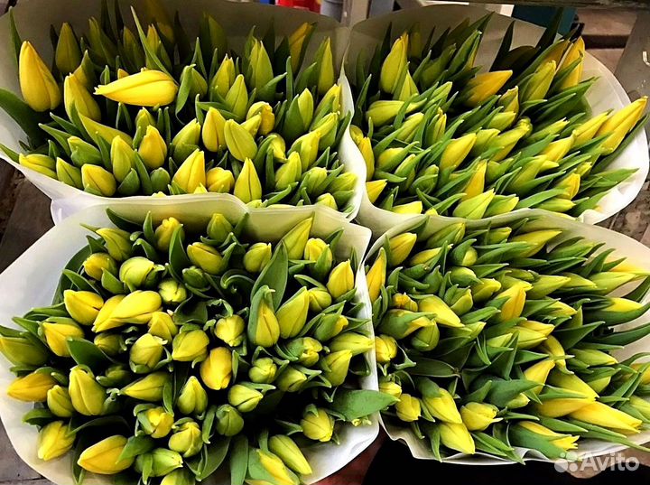 Тюльпаны оптом розовые и другие