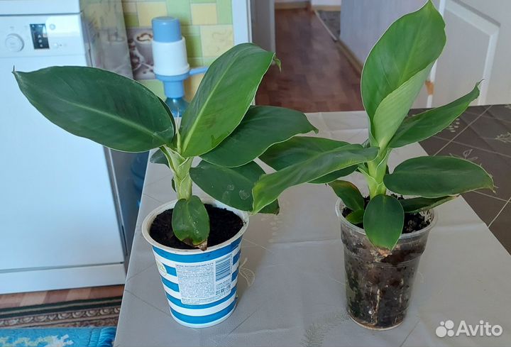 Банан Киевский карлик