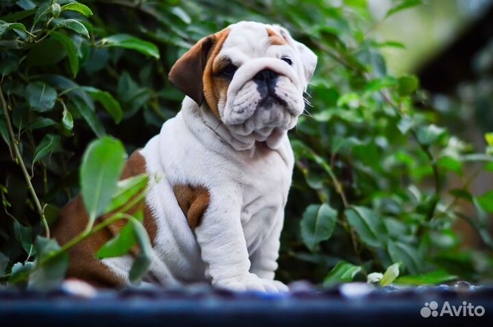 Английский бульдог