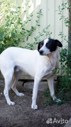 Бим ищет дом