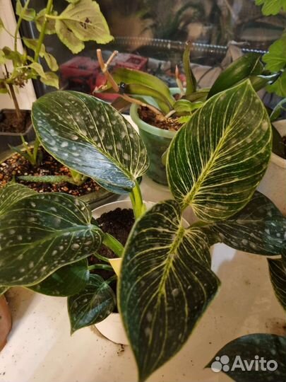 Филодендрон биркин