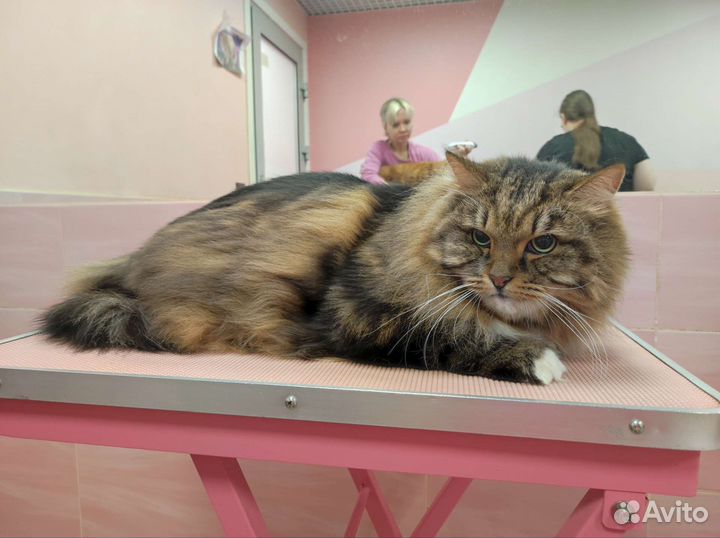 Груминг собачек и кошек