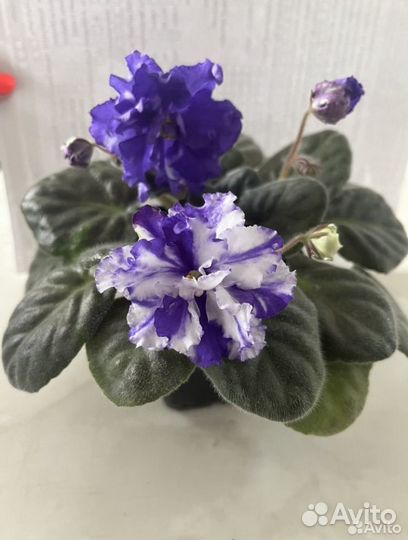 Сортовые фиалки