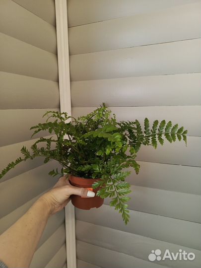 Асплениум парвати