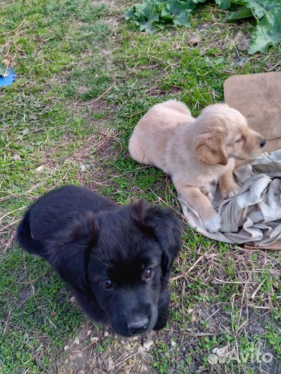Щенки бесплатно в добрые ответственные руки