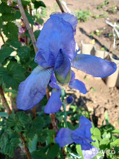 Ирисы бородатые