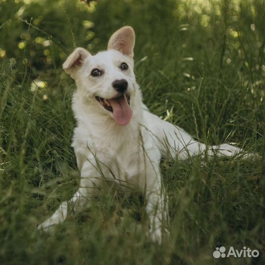 Белочка в дар