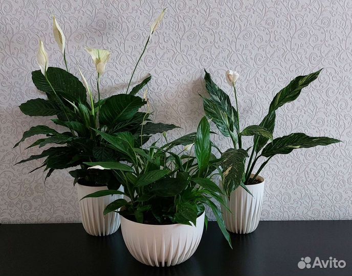 Спатифиллумы в ассортименте