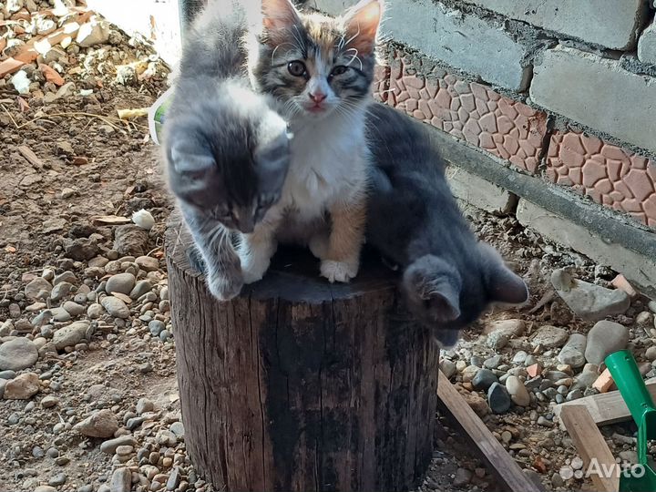 Котята в добрые руки бесплатно