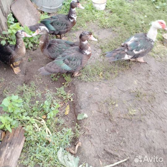 Утки, селезни